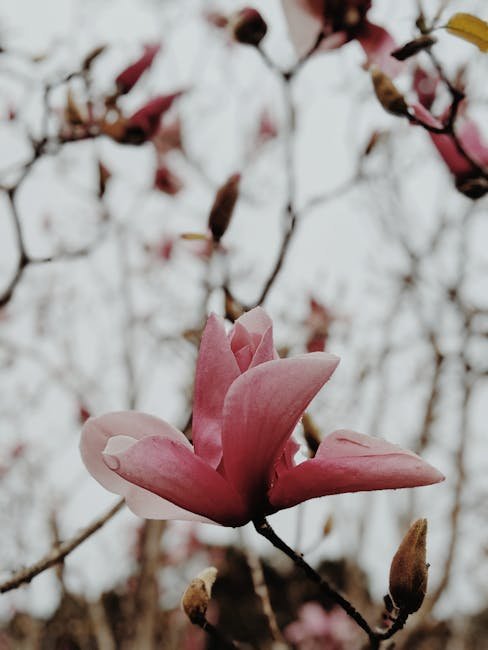 Magnolia