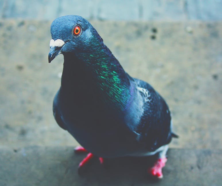 Pigeon