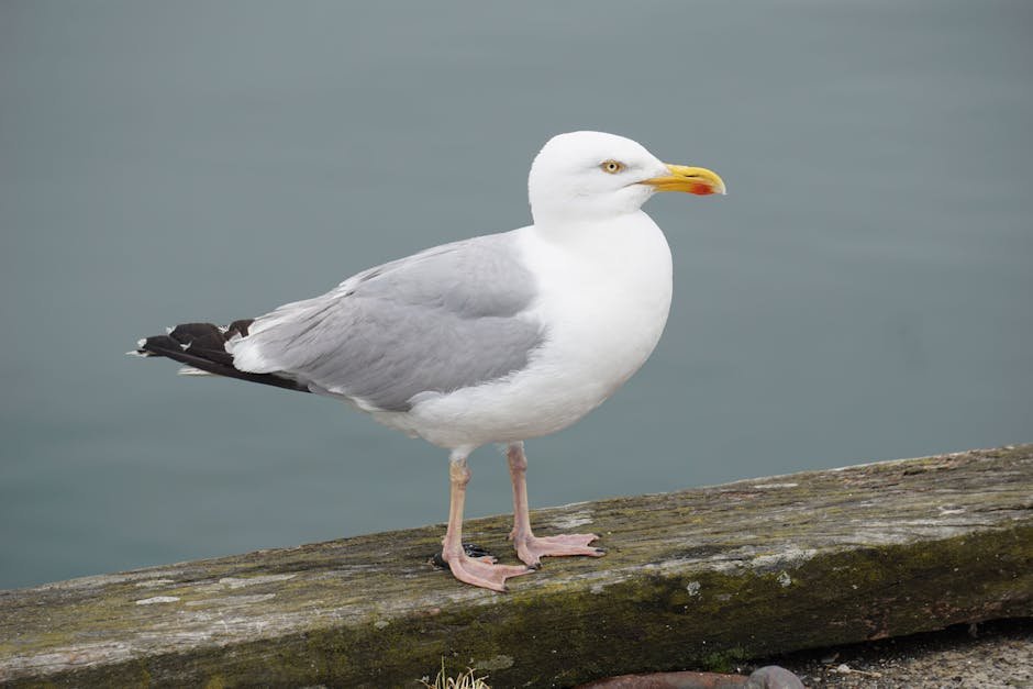 Seagull