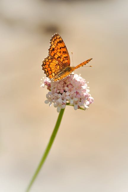 Valerian
