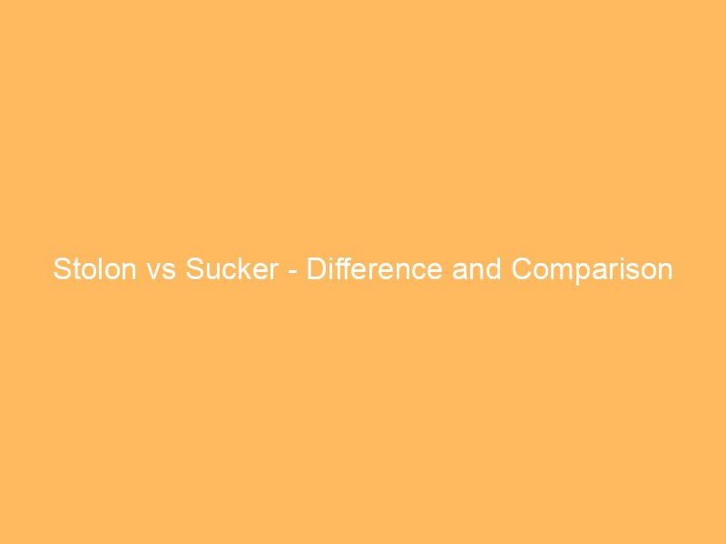 Prudent vs Circumspect – Difference and Comparison